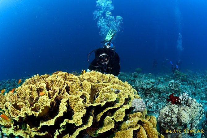 Shore Discover SCUBA Diving/Introductory Diving - One Dive - The Sum Up