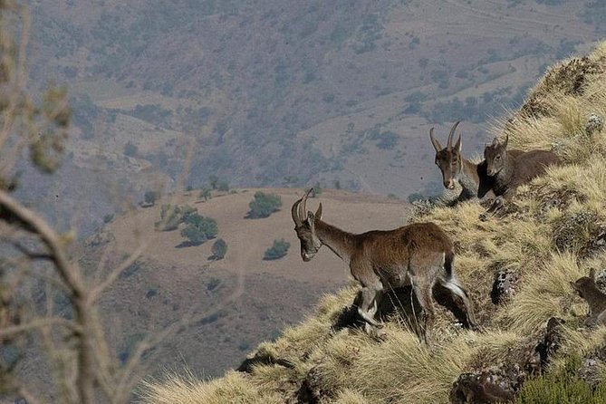 Simien Mountains – 4 Days - Tips for an Unforgettable Experience