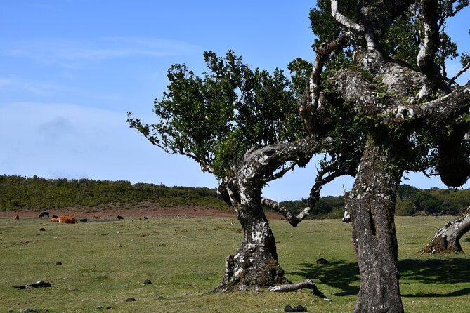 Small Group Guided Sightseeing Tour Visit to Fanal - Booking and Pricing