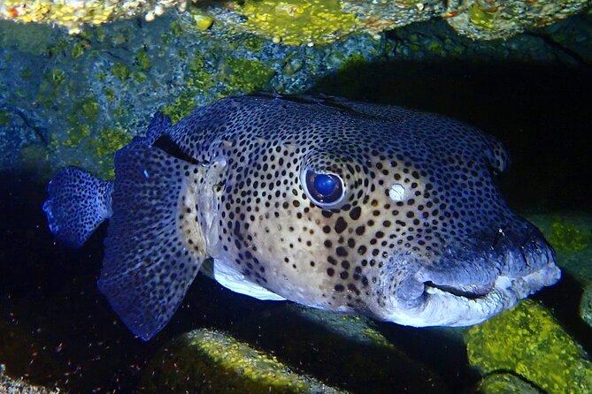 Small Group Snorkeling in Abades Bay With Licensed Guide - Cancellation Policy Details