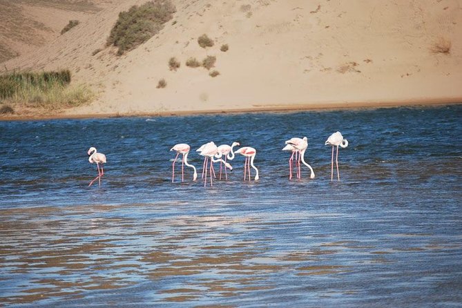 Small Sahara of Agadir & Oasis Massa by Minibus - Cultural Insights