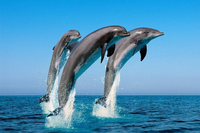 Snorkel With Dolphins, Lunch on Benitiers Island, Speedboat - Overall Experience and Comfort Level