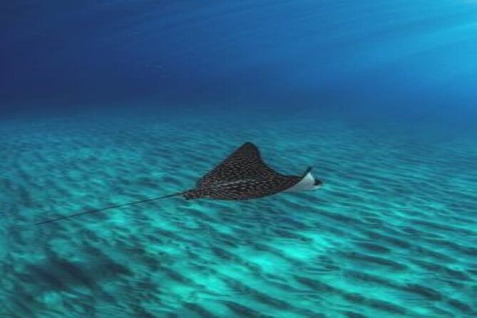 Snorkeling Adventure In Abu Dabbab Beach - Frequently Asked Questions
