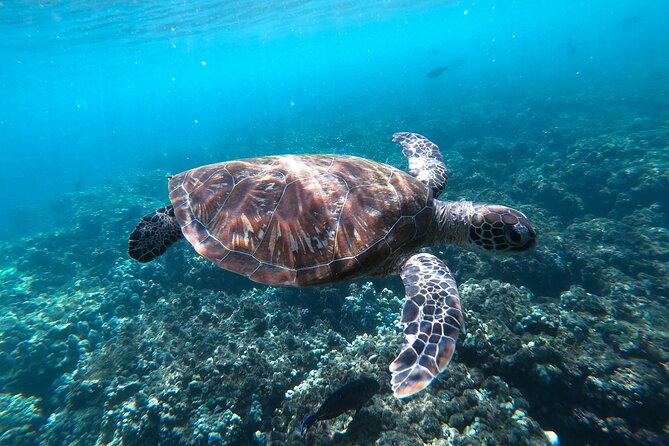 Snorkeling Adventure to Daymaniat Islands - Frequently Asked Questions
