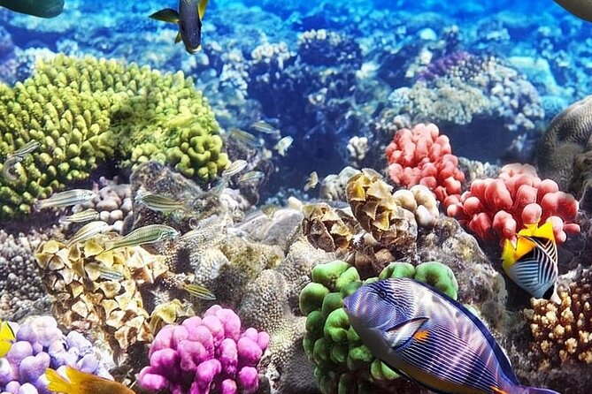 Snorkeling at Blue Lagoon; Starfish; The Rock Restaurant & Paje Beach - Unforgettable Highlights of Zanzibar