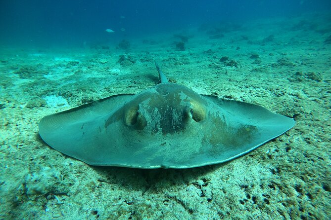 Snorkeling at Dimaniyat Islands and Dolphin Watching - Frequently Asked Questions