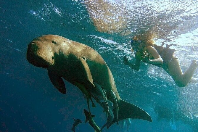 Snorkeling Tour to Marsa Mubarak With Optional Diving -Marsa Alam - Contact and Support