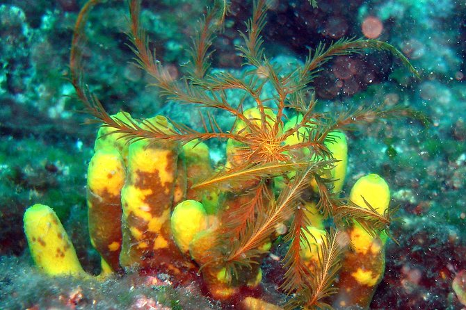 Snorkeling Trip for Groups up to 40 Persons. - Price and Booking Information