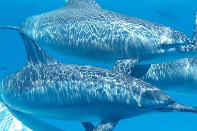 Snorkeling Trip to Giftun Island From Hurghada - Booking Confirmation