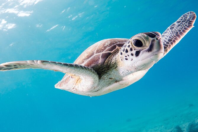 Snorkelling Tours to Daymaniyat Island - The Sum Up