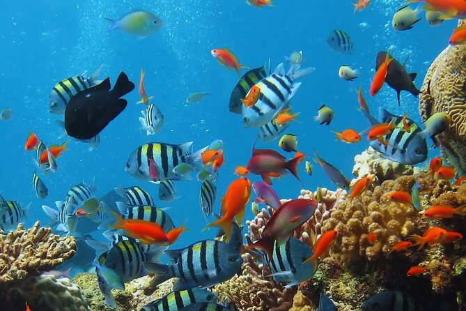 Snorkelling VIP Tour to Dolphin House - Pricing and Offers