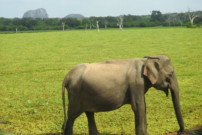 Special Leopards Safari Yala National Park - 04.30 Am to 11.30 Am - Inclusions
