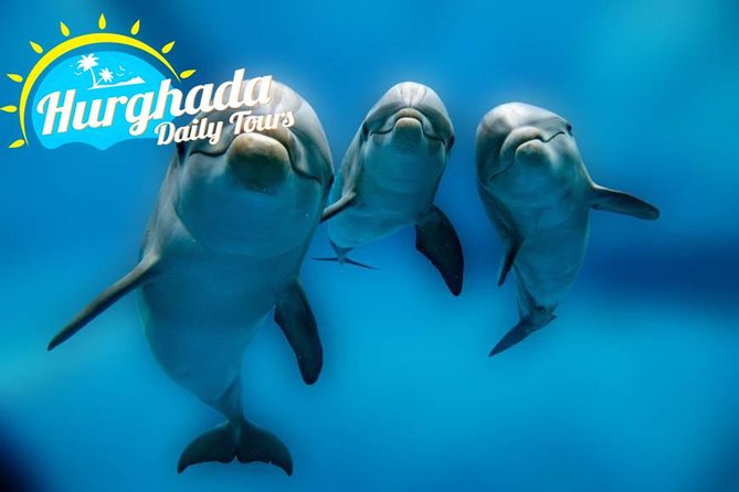 Speed Boat to Dolphin - Highlights and Recommendations