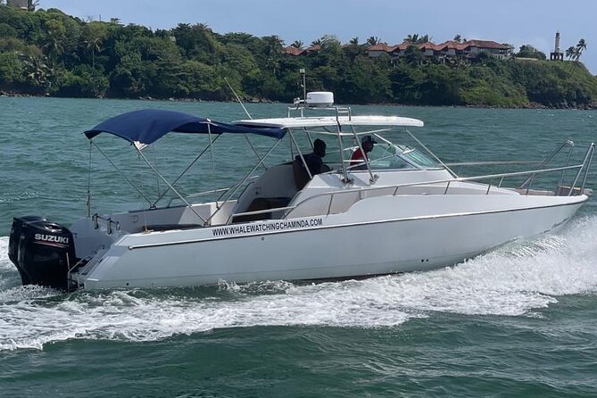 Sports Boat- Private Whale Watching Trip( Free Breakfast & Paid Pick-Up) - Reviews and Testimonials
