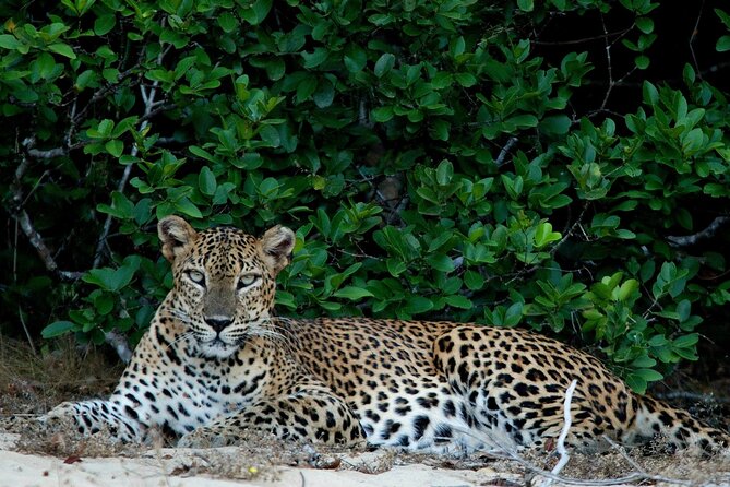 Sri Lanka Unveiled: 12 Nights Complete Experience Package - Itinerary Highlights