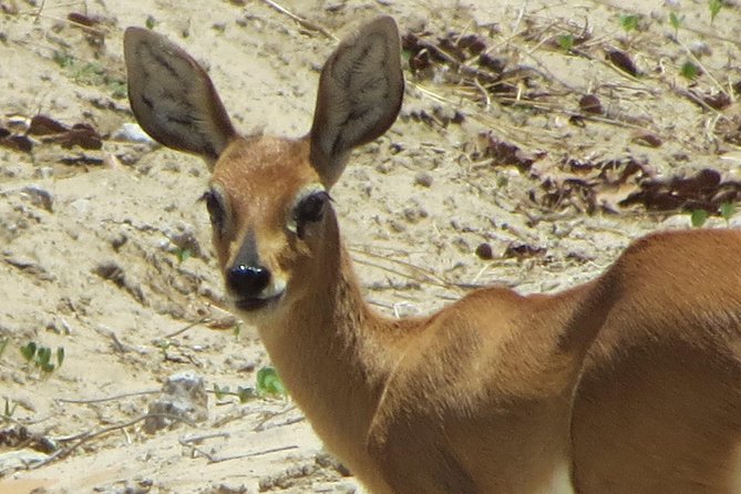 Sunset Cruise ,Chobe Safari Full Day , Airport Transfers Combo 3 - What To Expect