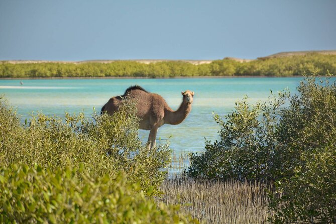Super Quad Bike Desert Safari From Marsa Alam - Frequently Asked Questions