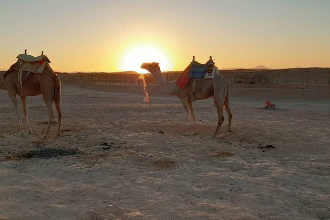 Super Safari Full Day Excursion By ATV Quad & Sunset - Marsa Allam - Frequently Asked Questions