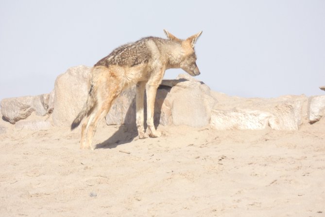 Swakopmund Cape Cross Seal Colony Day Tours - The Sum Up
