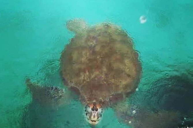 Swimming With Turtles, The Odyseo Aquarium & Port Louis Tour - Customer Reviews