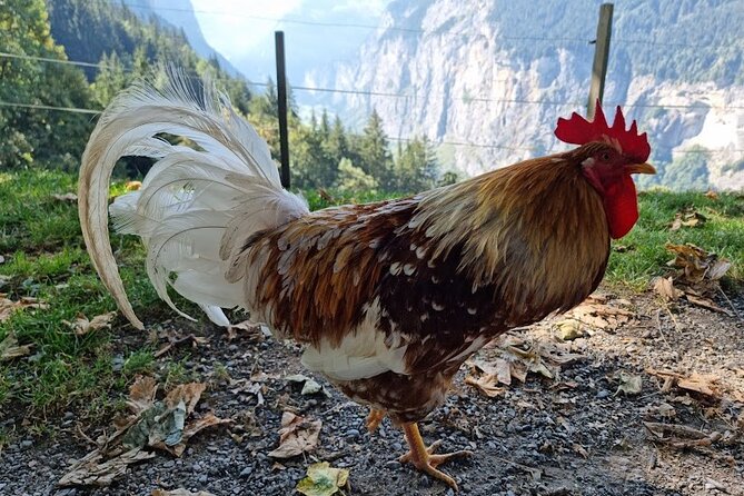 Swiss Countryside Tour in Free-Cars Town - Booking Policies