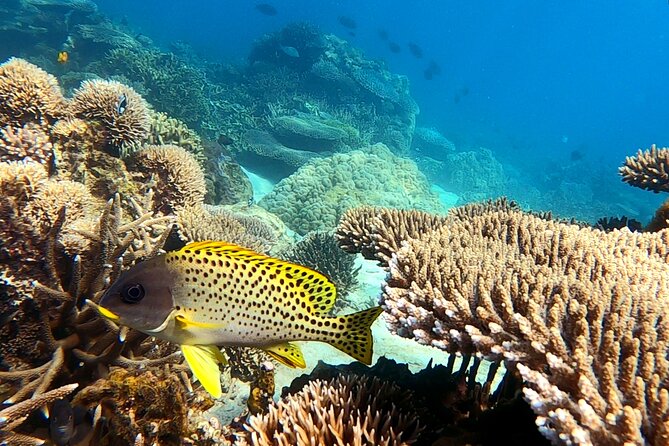 Tanikely Marine Park and Nosy Komba Private Guided Tour - Additional Fees and Options