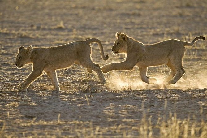 Tanzania Bush to Beach Safari Adventure - All-Inclusive Tour Inclusions