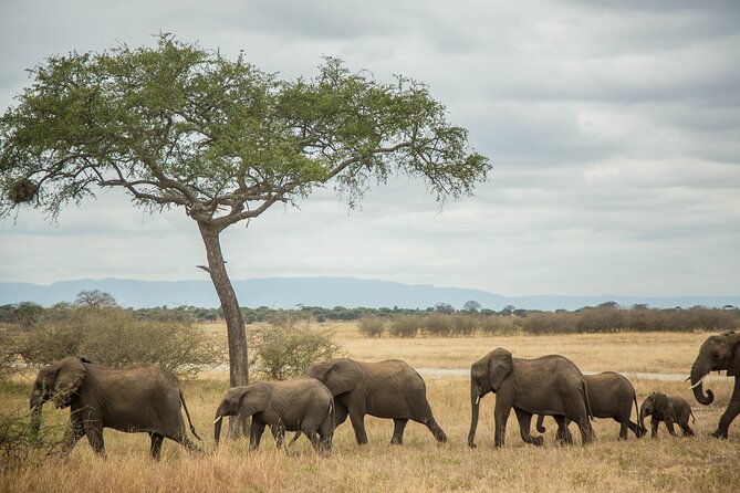 Tanzania Safari 4-day Tour - Inclusions and Exclusions