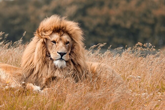 Tanzania Wildlife Encounters - 6 Days - Additional Information