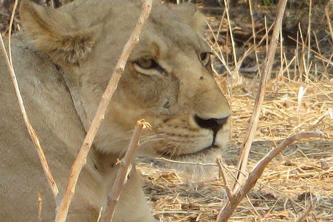Tarangire National Park and Lake Manyara National Park - Lake Manyara National Park Highlights