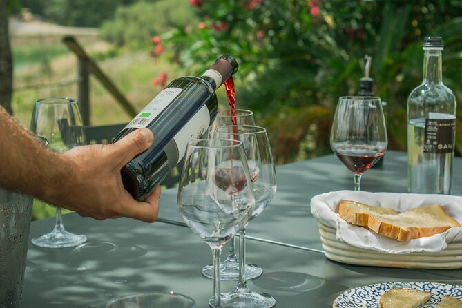 Tasting of Vernaccia, Chianti and Extra Virgin Olive Oil - Pricing and Booking Options