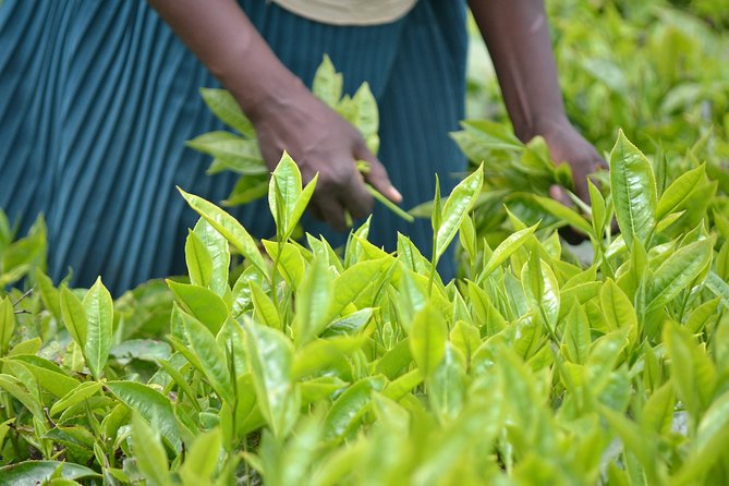 Tea Farm Tour: Kiambethu Tea - Good To Know
