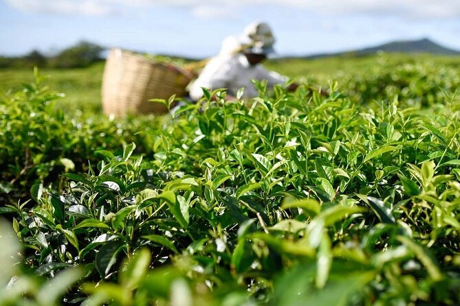 The East Discovery Tour: Bois-Cheri Tea Factory, Blue-Bay Marine Park & Lunch - Booking Confirmation