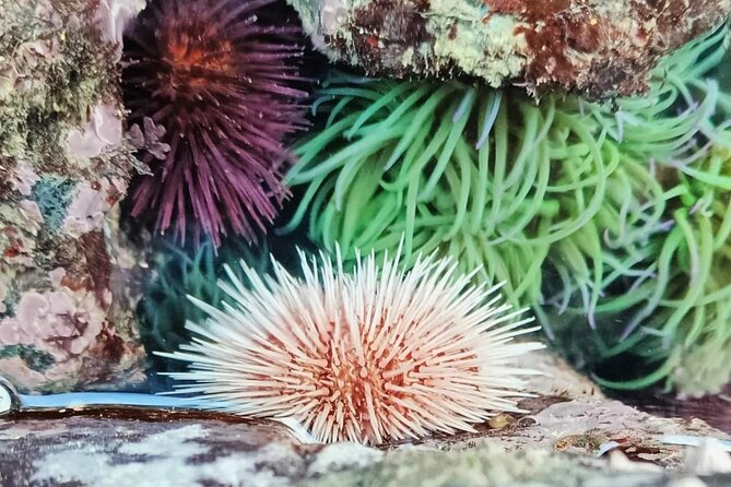 Tide Pool Safari in Monte Clérigo Beach - Customer Reviews