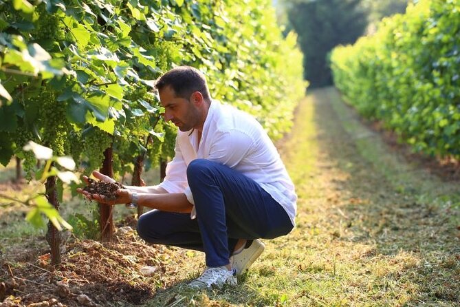 Tour and Tasting in the Hills of Prosecco Superiore DOCG - Price and Guarantee