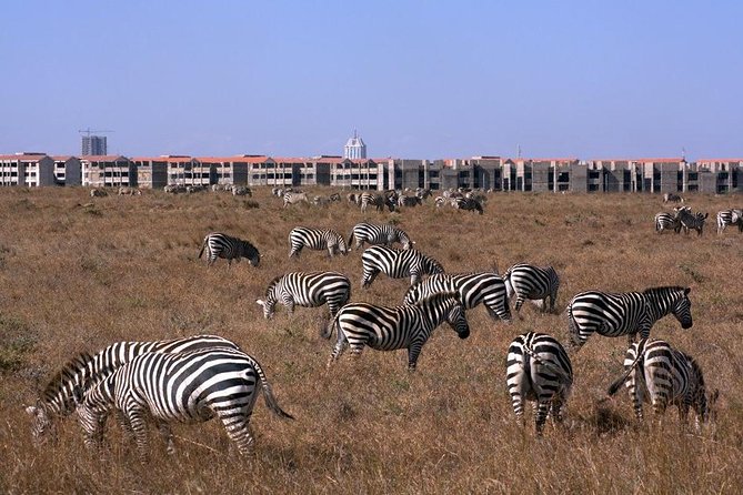 Tour: Giraffe Center and Nairobi National Park - Tour Logistics