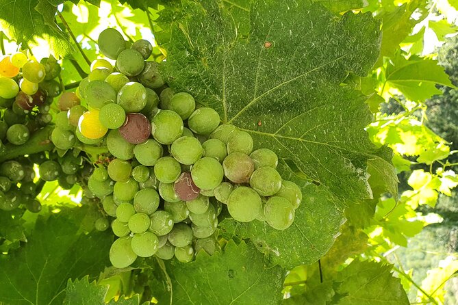 Tour to the Douro Valley From Porto 2 Wineries, Lunch and Boat - Additional Information