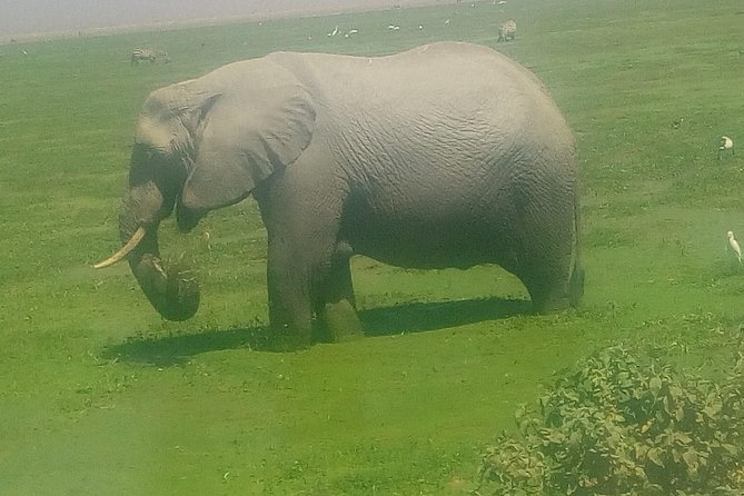 Tsavo East & West, Amboseli 5days From Mombasa - Important Travel Information