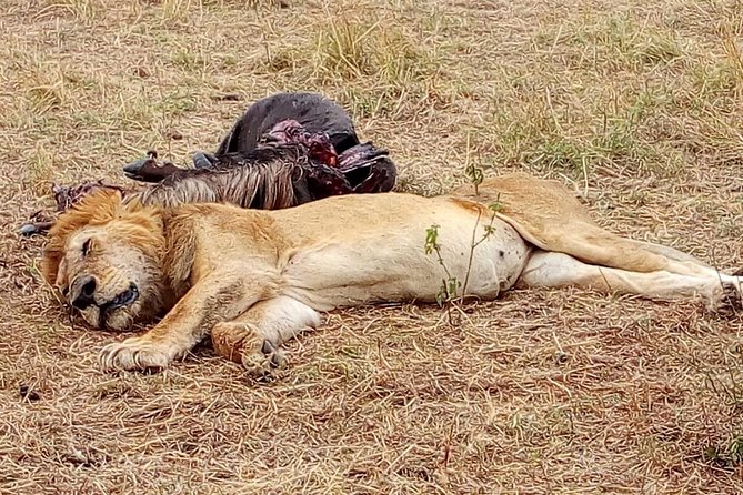 Tsavo National Park Day Trip From Mombasa - The Sum Up