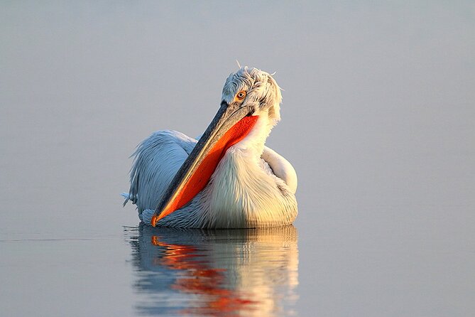 Two-day Birding Trip: Cape Kaliakra & Srebarna Lake - Day 1: Local Cuisine Experience