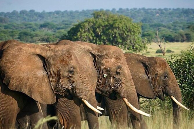 Two Days Trip to Selous/Nyerere National Park Fly From Zanzibar - Transportation and Logistics