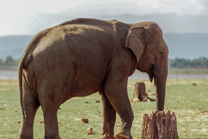 Udawalawe National Park Private Safari - How to Reserve Your Safari