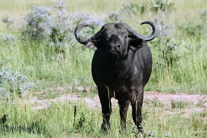 Uganda Wildlife Holiday - 8 Days - Day 3: Safari in Queen Elizabeth National Park