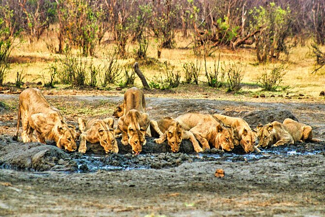 Unique High Tea Safari Game Drive in the Savannah - Cancellation Policy and Refunds