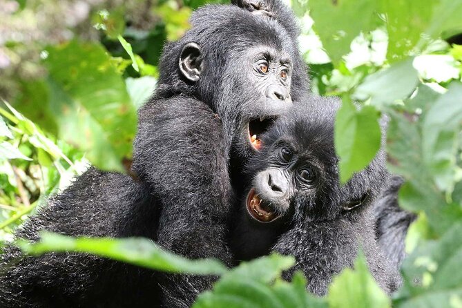 Unique Uganda Adventure - Safety and Accessibility