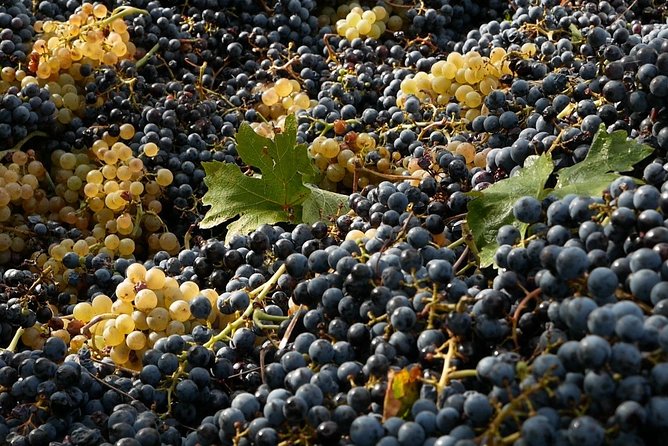 Vegan Bio Lunch With Organic Wine Tasting - Operator and Transport