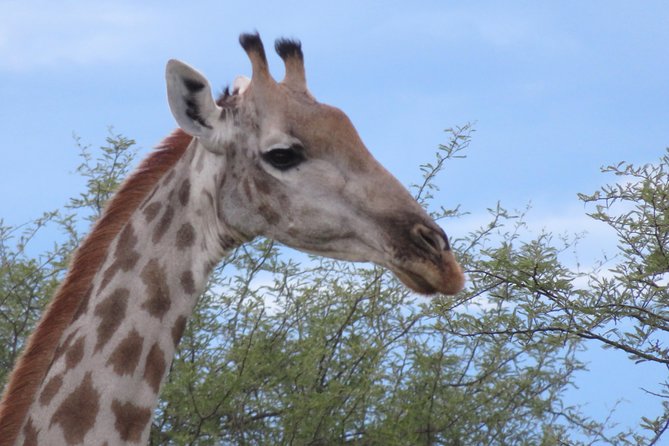 Victoria Falls to Chobe Park Day Tour Plus Boat Ride ! - Frequently Asked Questions