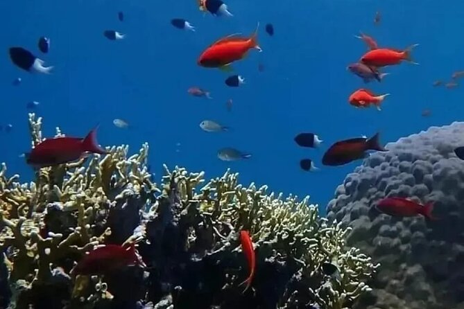 VIP Ras Mohamed and White Island Boat Trip - Additional Information