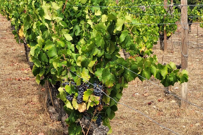 Visit Mademojson Castle and Enjoy a Wine Tasting Experience on the Hillsides of Nice - Booking Information