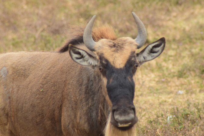 Visit Serengeti | Ngorongoro | Tarangire | Lake Manyara National Park - Frequently Asked Questions